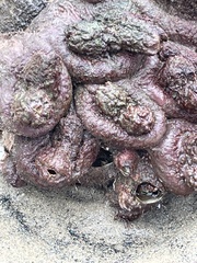 Pyura praeputialis