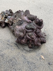 Pyura praeputialis