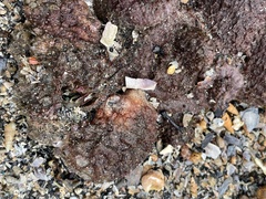 Pyura praeputialis