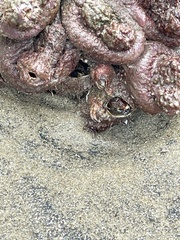 Pyura praeputialis