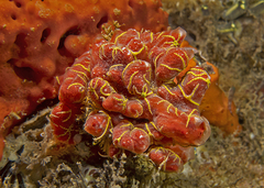 Ophiotrichidae