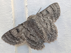 Crypsiphona tasmanica