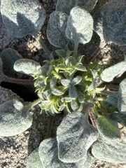 Chorizanthe corrugata