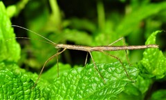Candovia granulosa