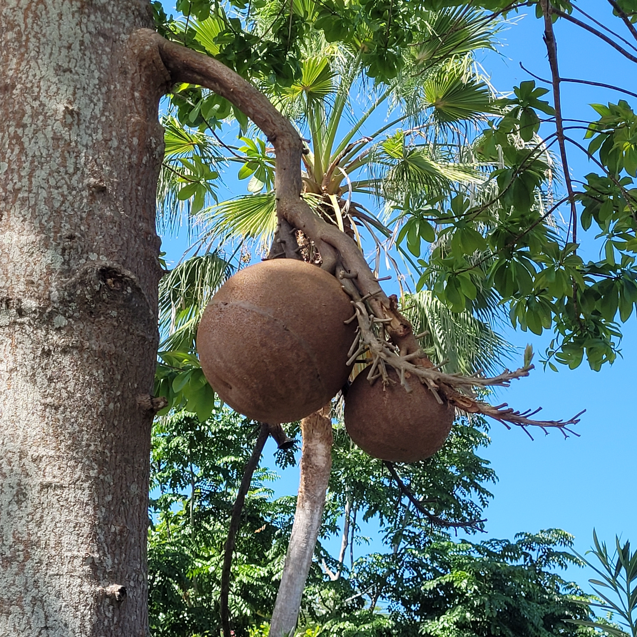 Couroupita nicaraguarensis