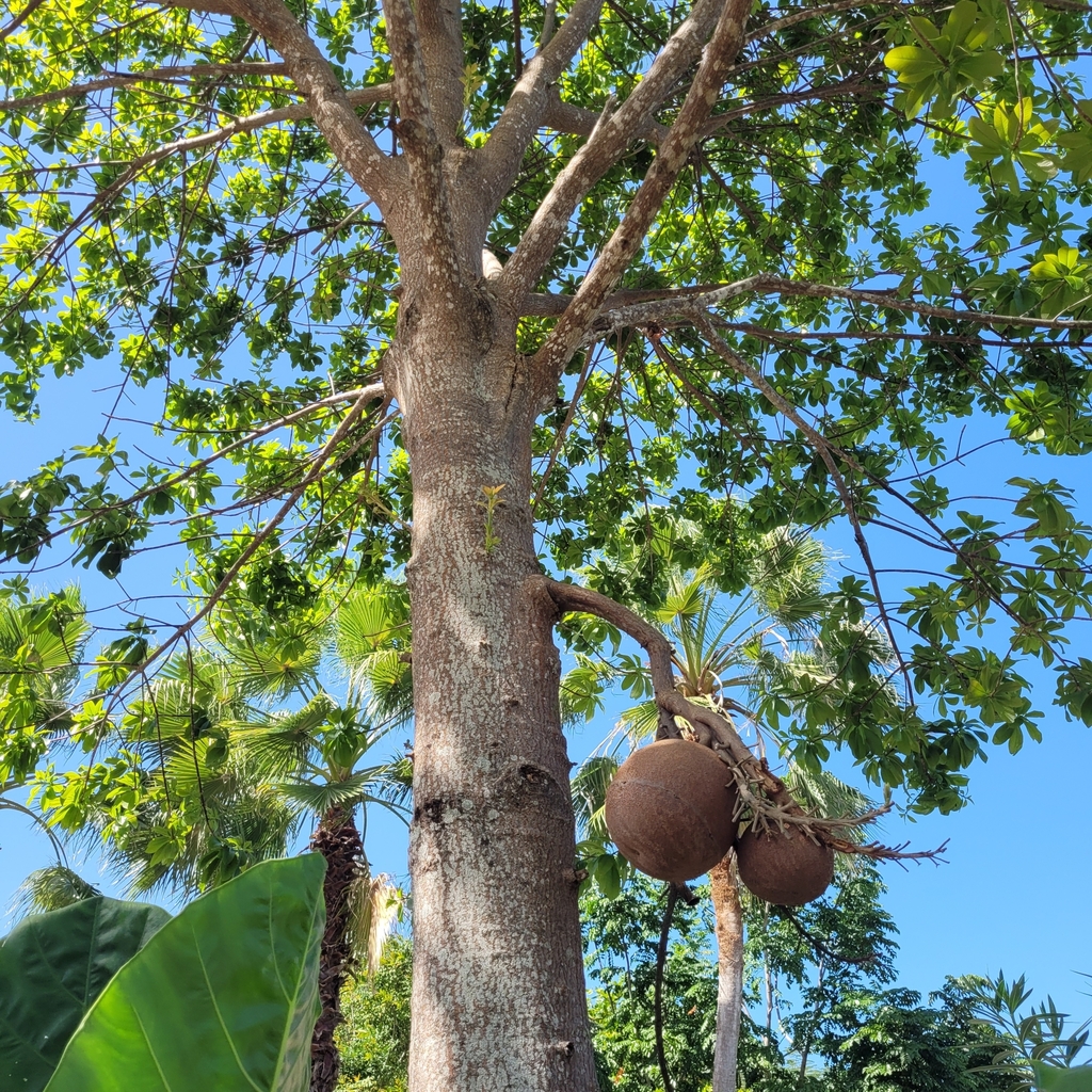 Couroupita nicaraguarensis DC. 2