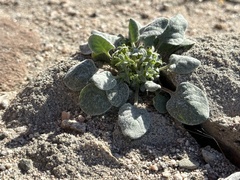 Chorizanthe corrugata