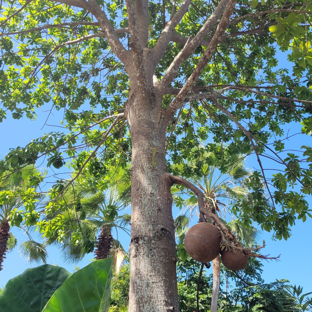 Couroupita nicaraguarensis DC. 3