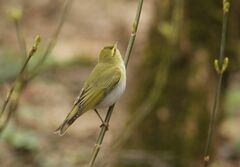 Phylloscopus sibilatrix