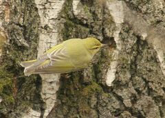 Phylloscopus sibilatrix