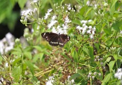 Euploea core haworthi