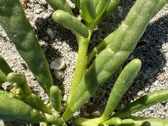 Cistanthe ambigua