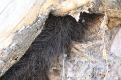 Sclerosomatidae