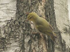 Phylloscopus sibilatrix