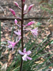 Dipodium pardalinum