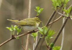 Phylloscopus sibilatrix