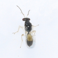 Eulophinae