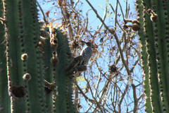 Melanerpes hypopolius