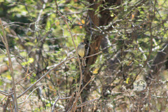 Empidonax