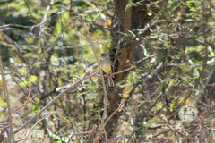 Empidonax