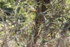 Empidonax