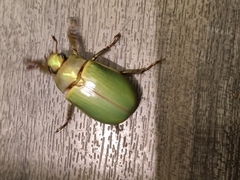 Pelidnota prasina