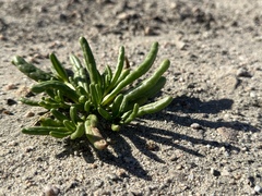 Cistanthe ambigua