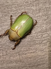 Pelidnota prasina
