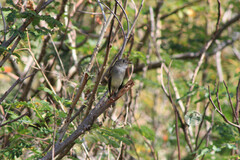 Empidonax