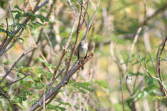 Empidonax