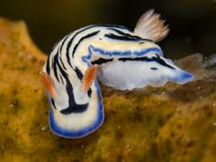 Hypselodoris maritima