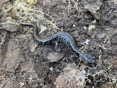 Plethodon albagula