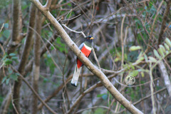Trogon elegans
