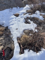 Muhlenbergia cuspidata