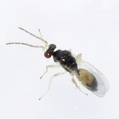 Eulophinae