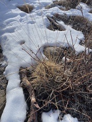 Muhlenbergia cuspidata