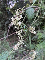 Serjania lucida