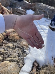 Muhlenbergia cuspidata