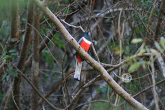 Trogon elegans
