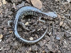 Plethodon albagula