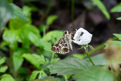 Amblyscirtes aesculapius