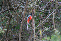 Trogon elegans