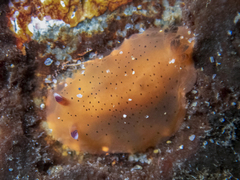 Dendrodoris fumata