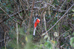 Trogon elegans