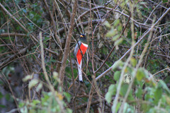 Trogon elegans