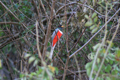 Trogon elegans