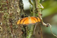 Eueides aliphera