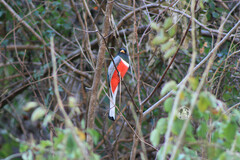Trogon elegans