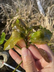 Potamogeton pulcher