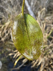 Potamogeton pulcher